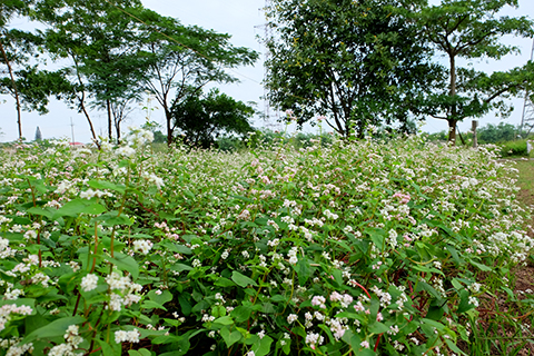 [-]Người[-]đàn[-]ông[-]trồng[-]vườn[-]hoa[-]TAM[-]GIÁC[-]MẠCH[-]giữa[-]Hà[-]Nội